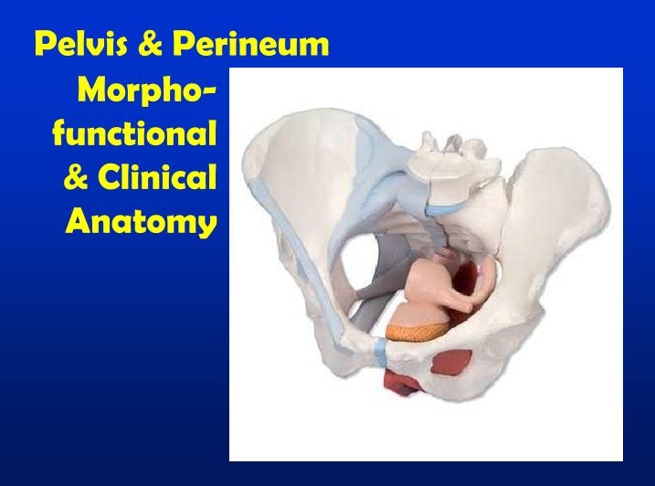 Pelvis & Perineum