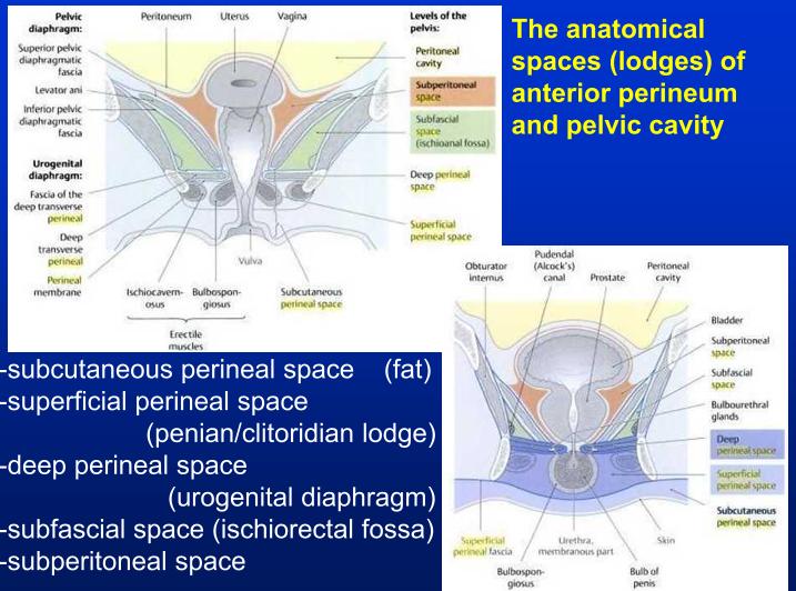 Pelvis & Perineum